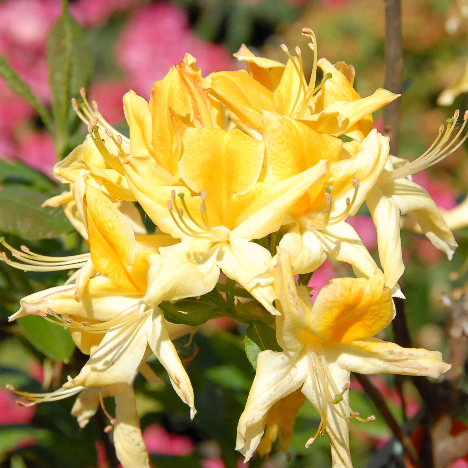 Rhododendron Luteum 'Minch'