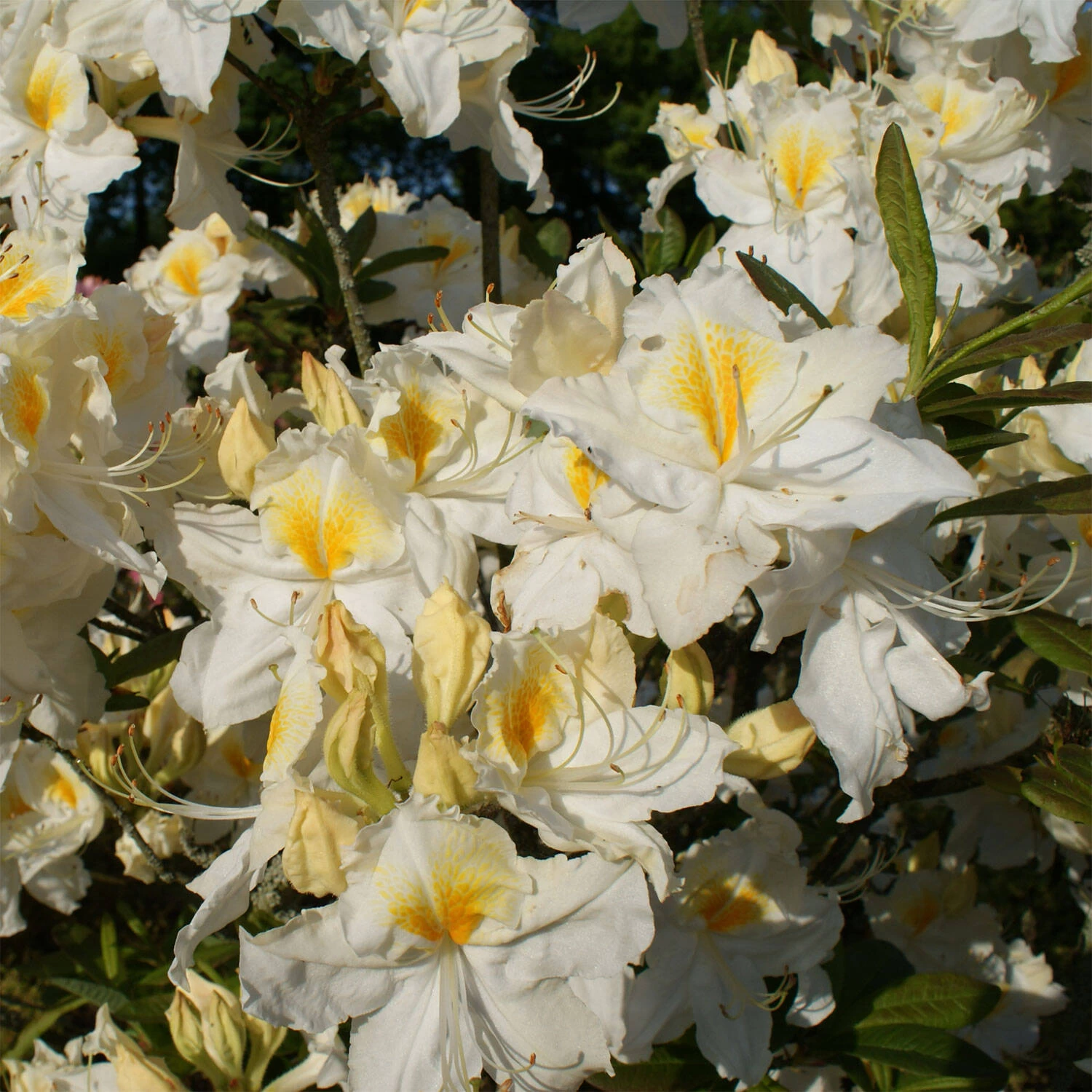 Rhododendron Luteum 'Persil'