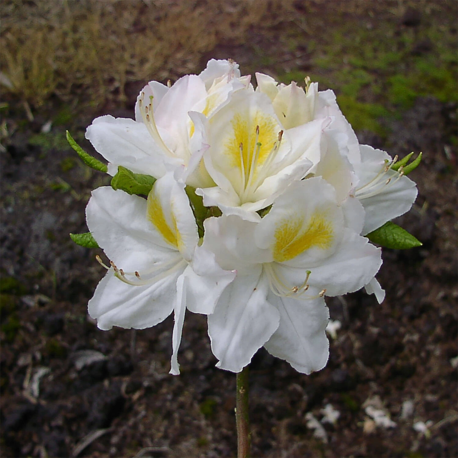 Rhododendron Luteum 'Persil' – Bild 2
