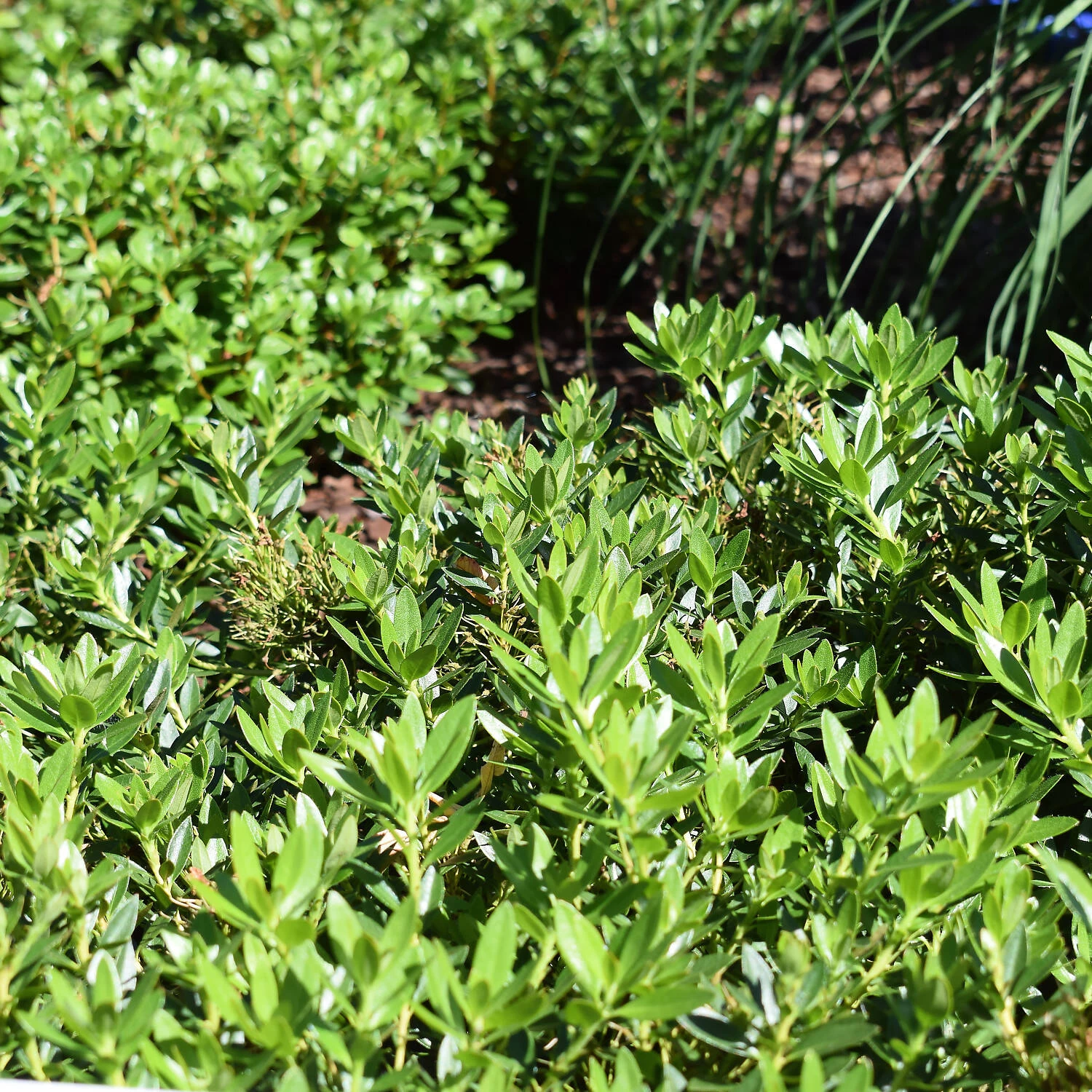 Rhododendron Micranthum 'Bloombux Magenta'® – Bild 2