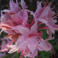 Rhododendron Prinophyllum
