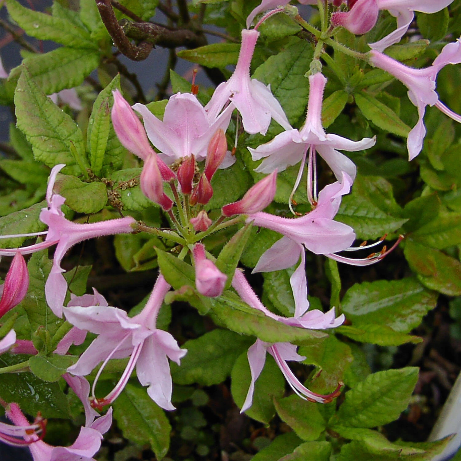 Rhododendron Prinophyllum – Bild 2