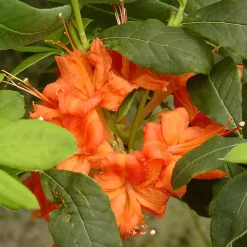 Rhododendron Prunifolium