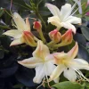 Rhododendron Viscosum 'Lemon Drop'