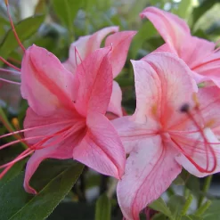 Rhododendron Viscosum 'Lollipop'