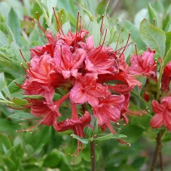 Rhododendron Viscosum 'Millennium'