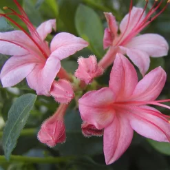 Rhododendron Viscosum 'Pink And Sweet'