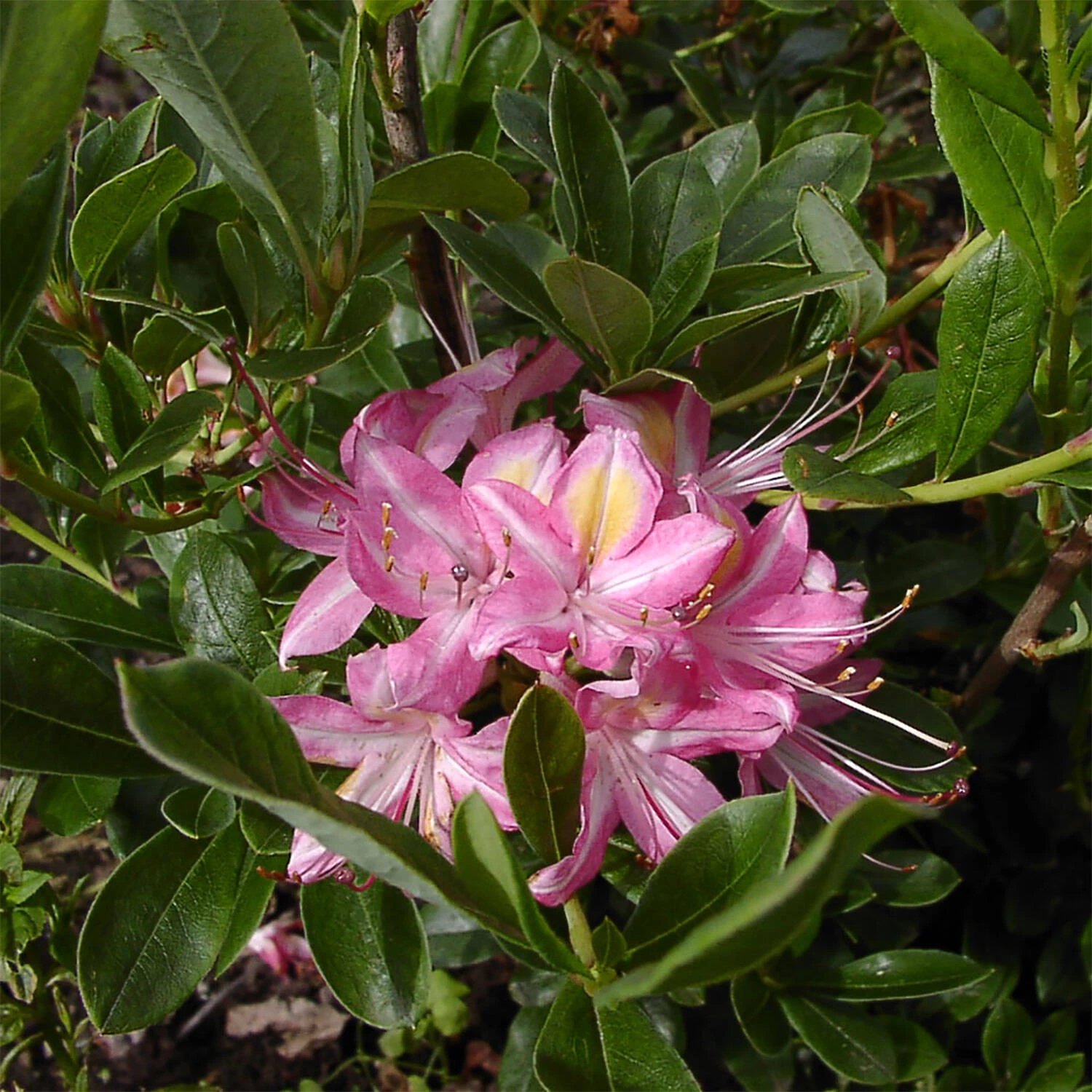 Rhododendron Viscosum 'Ribbon Candy' – Bild 2