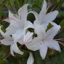 Rhododendron Viscosum 'Weston's Innocence'