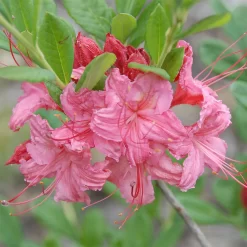 Rhododendron Viscosum 'Weston's Sparkler'