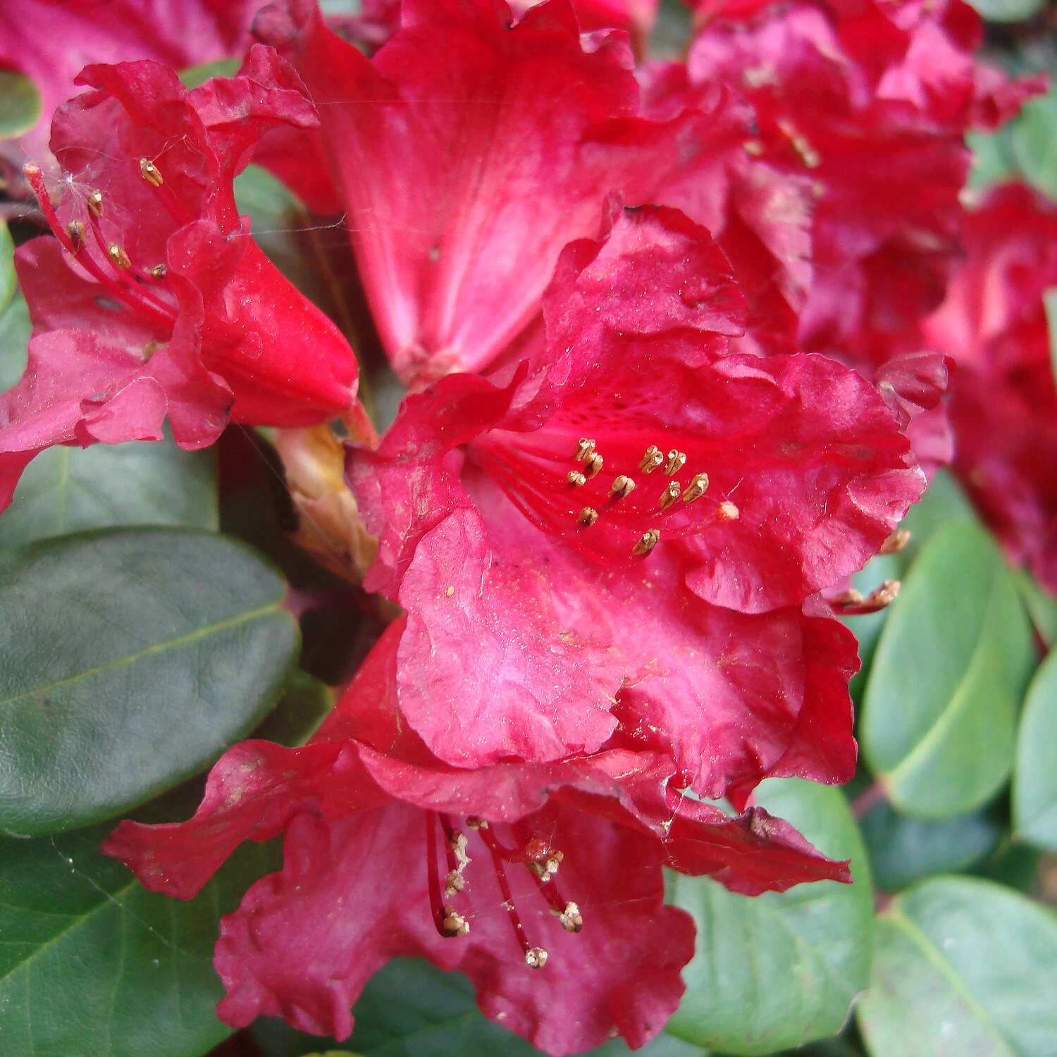 Rhododendron Williamsianum Hybride 'Tromba'
