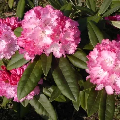 Rhododendron Yakushimanum 'Arabella'