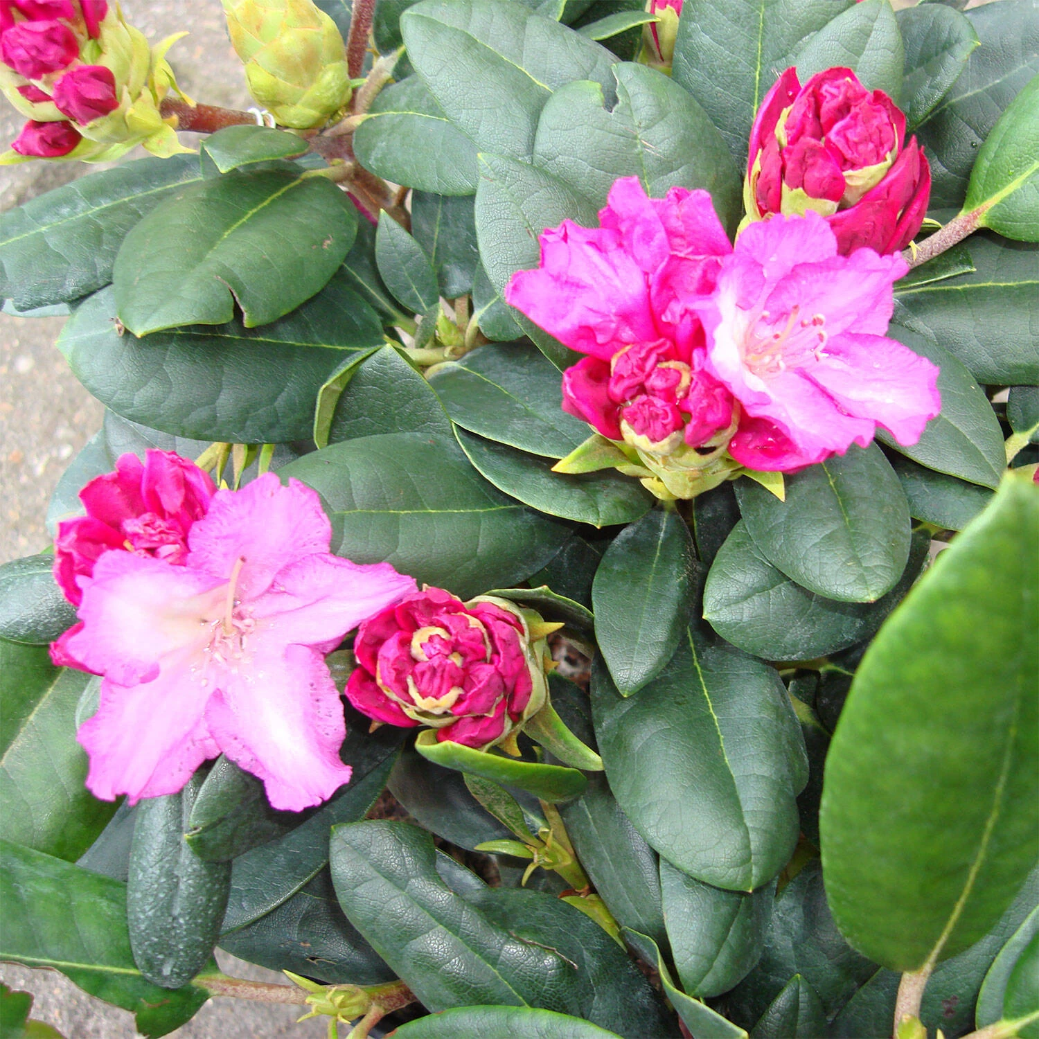 Rhododendron Yakushimanum 'Blurettia' – Bild 2
