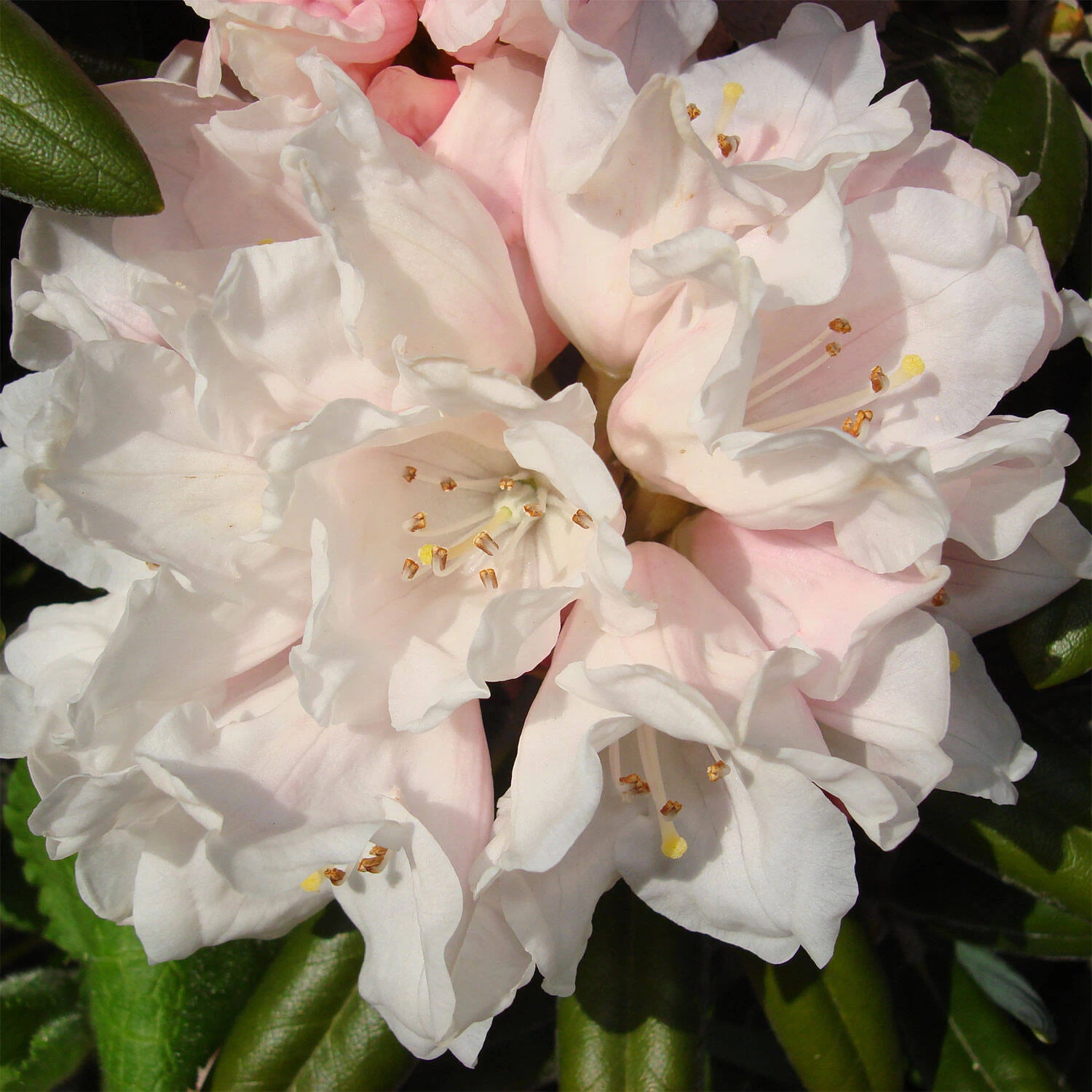 Rhododendron Yakushimanum 'Edelweiß'
