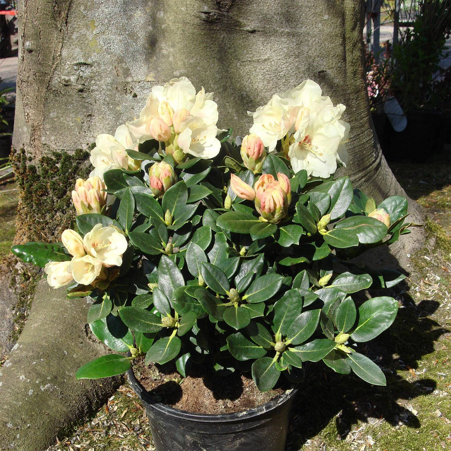 Rhododendron Yakushimanum 'Flava'