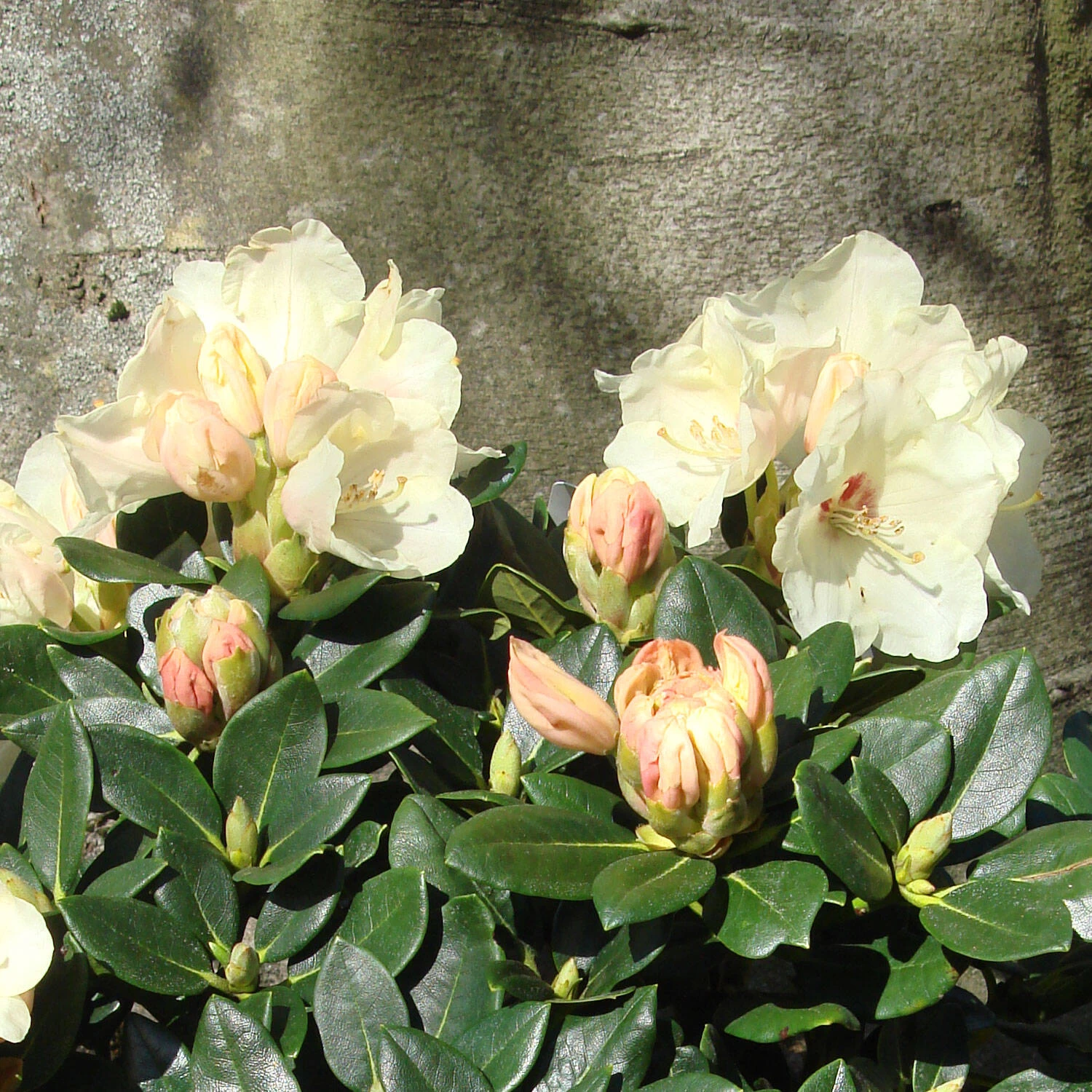 Rhododendron Yakushimanum 'Flava' – Bild 2