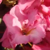 Rhododendron Yakushimanum 'Herbstzauber' -S-