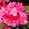 Rhododendron Yakushimanum 'Kalinka'