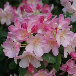 Rhododendron Yakushimanum 'Percy Wiseman'