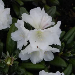 Rhododendron Yakushimanum 'Schneekissen'