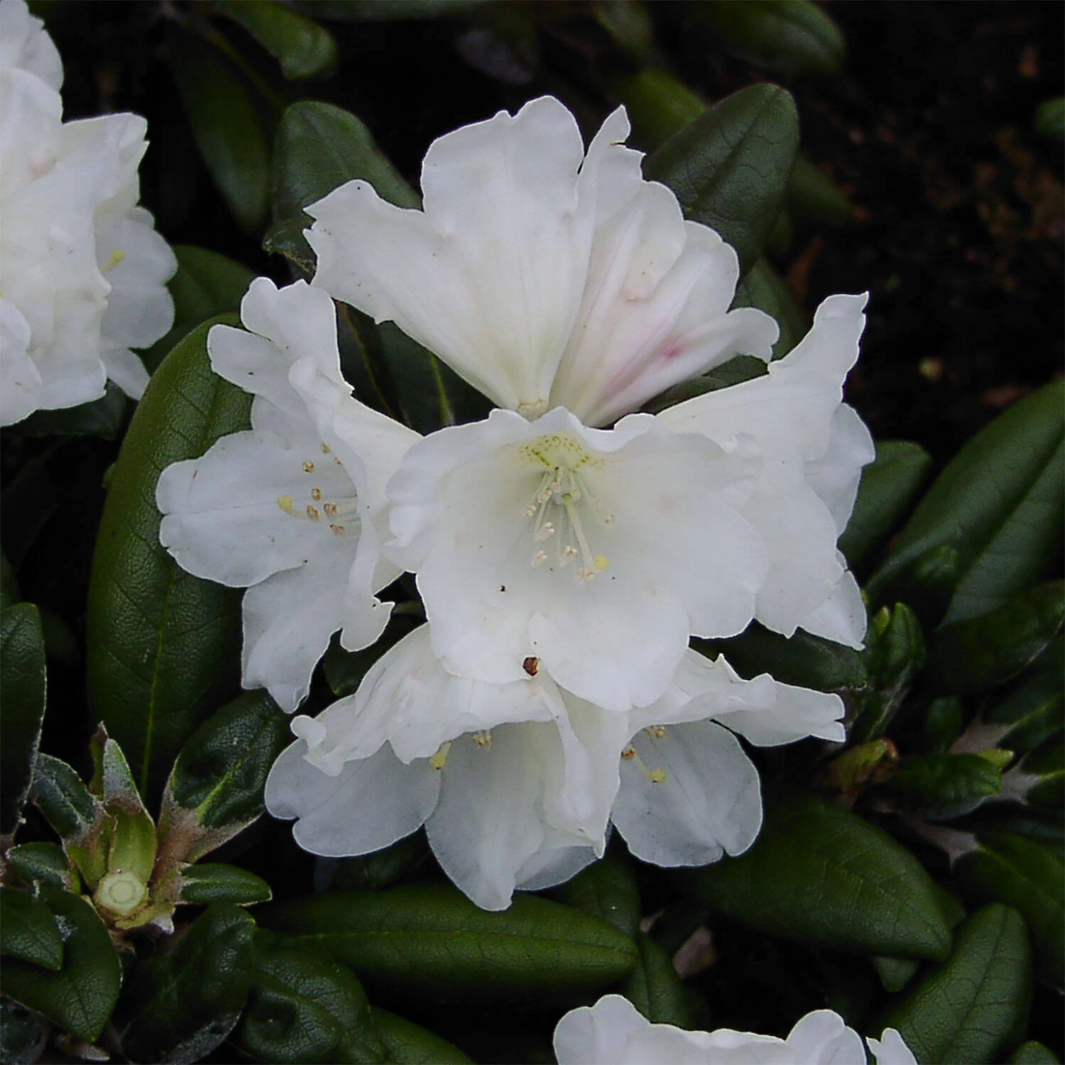 Rhododendron Yakushimanum 'Schneekissen'