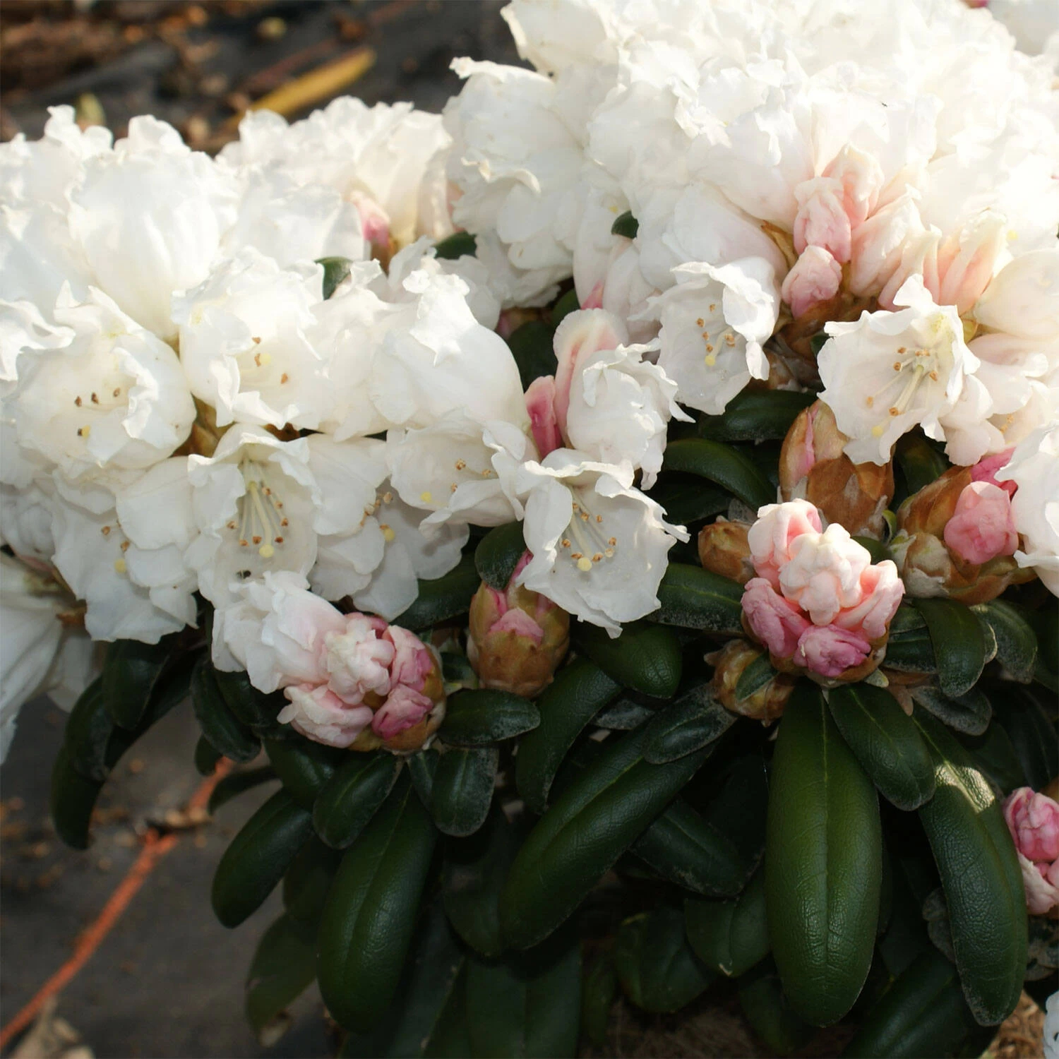 Rhododendron Yakushimanum 'Schneekissen' – Bild 2