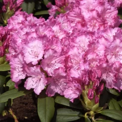 Rhododendron Yakushimanum 'Tatjana'