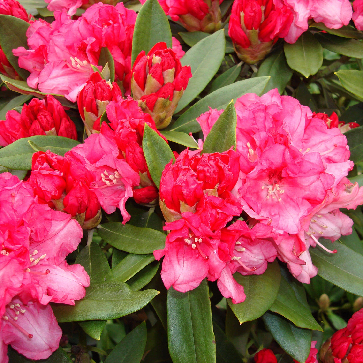 Rhododendron Yakushimanum 'Tina Heinje' – Bild 2