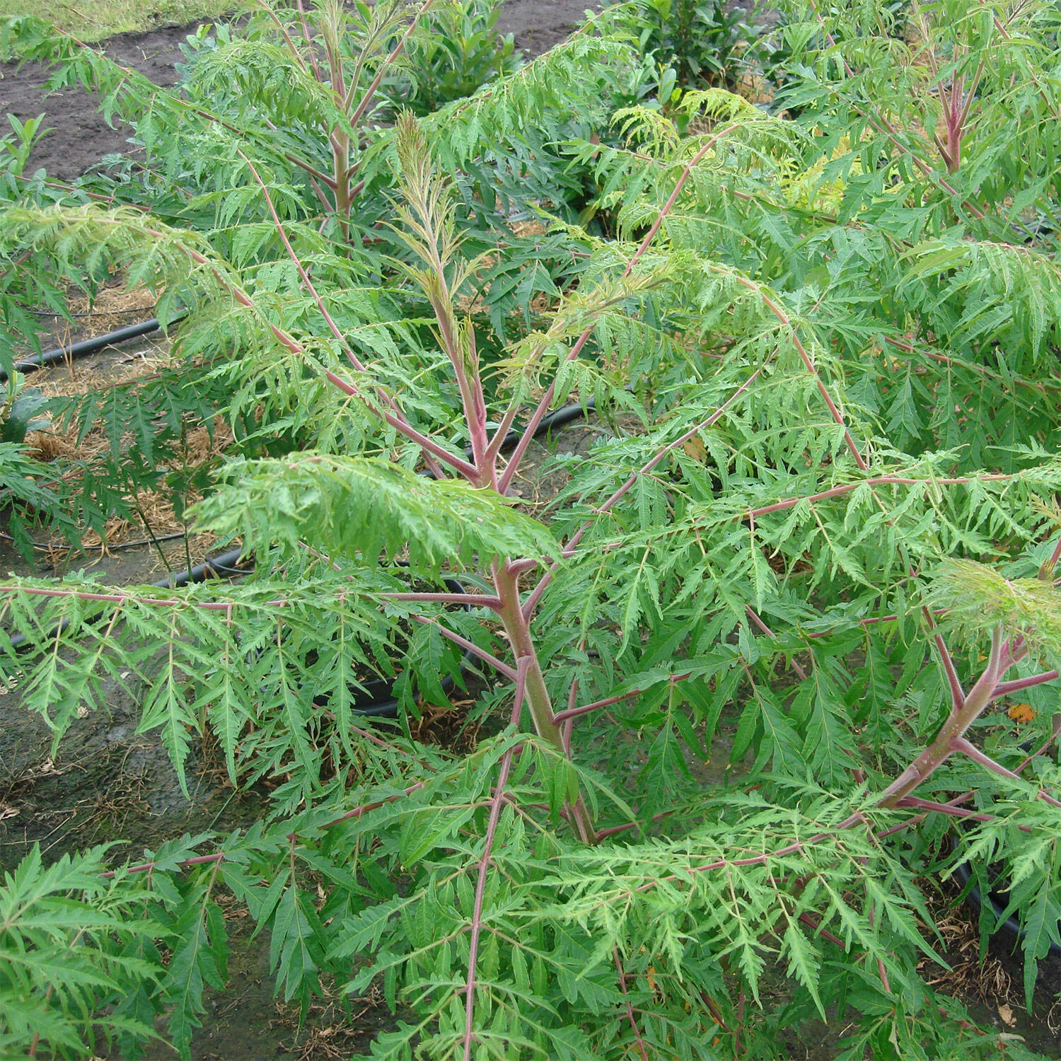 Rhus Typhina 'Dissecta'