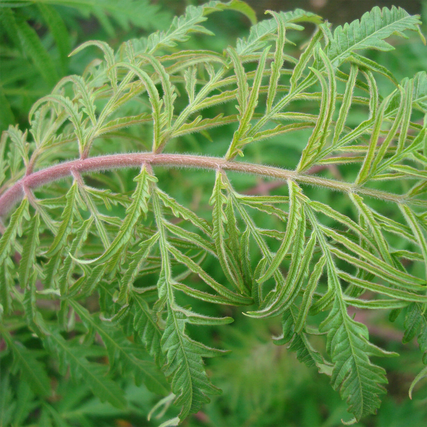 Rhus Typhina 'Dissecta' – Bild 2