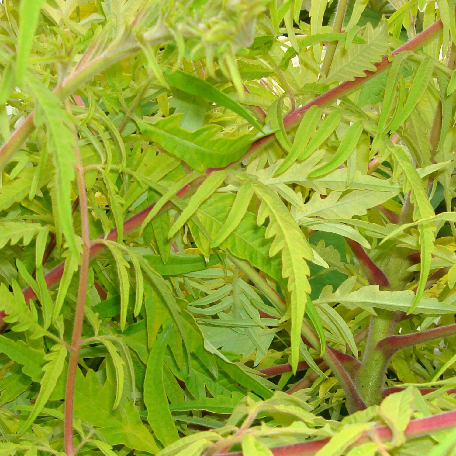 Rhus Typhina 'Tiger Eyes' – Bild 2