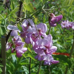 Robinia Hispida 'Rosea'