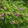 Robinia Margaretta 'Casque Rouge'