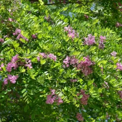 Robinia Margaretta 'Casque Rouge'