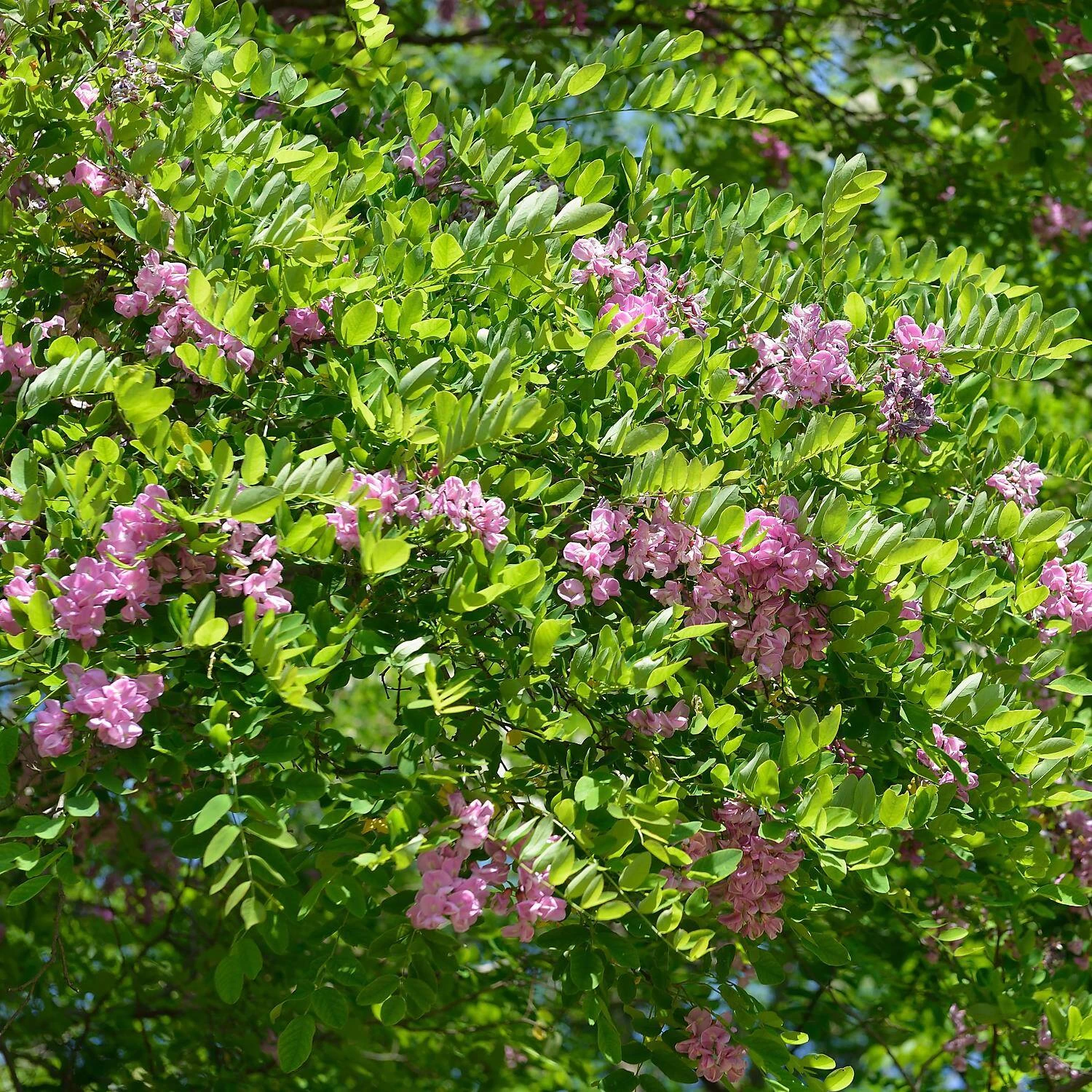 Robinia Margaretta 'Casque Rouge'
