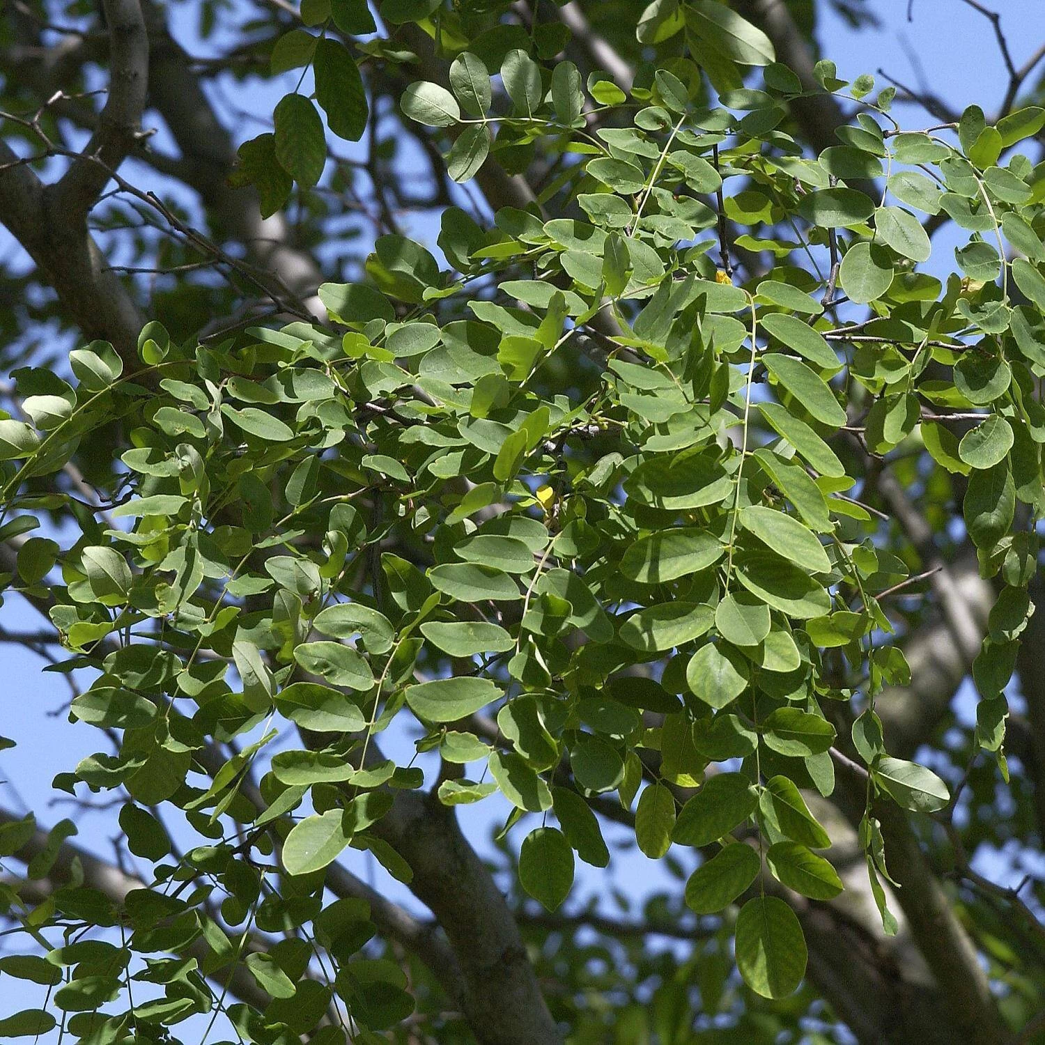 Robinia Margaretta 'Casque Rouge' – Bild 2