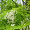 Robinia Pseudoacacia 'Frisia'