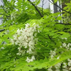 Robinia Pseudoacacia 'Frisia'
