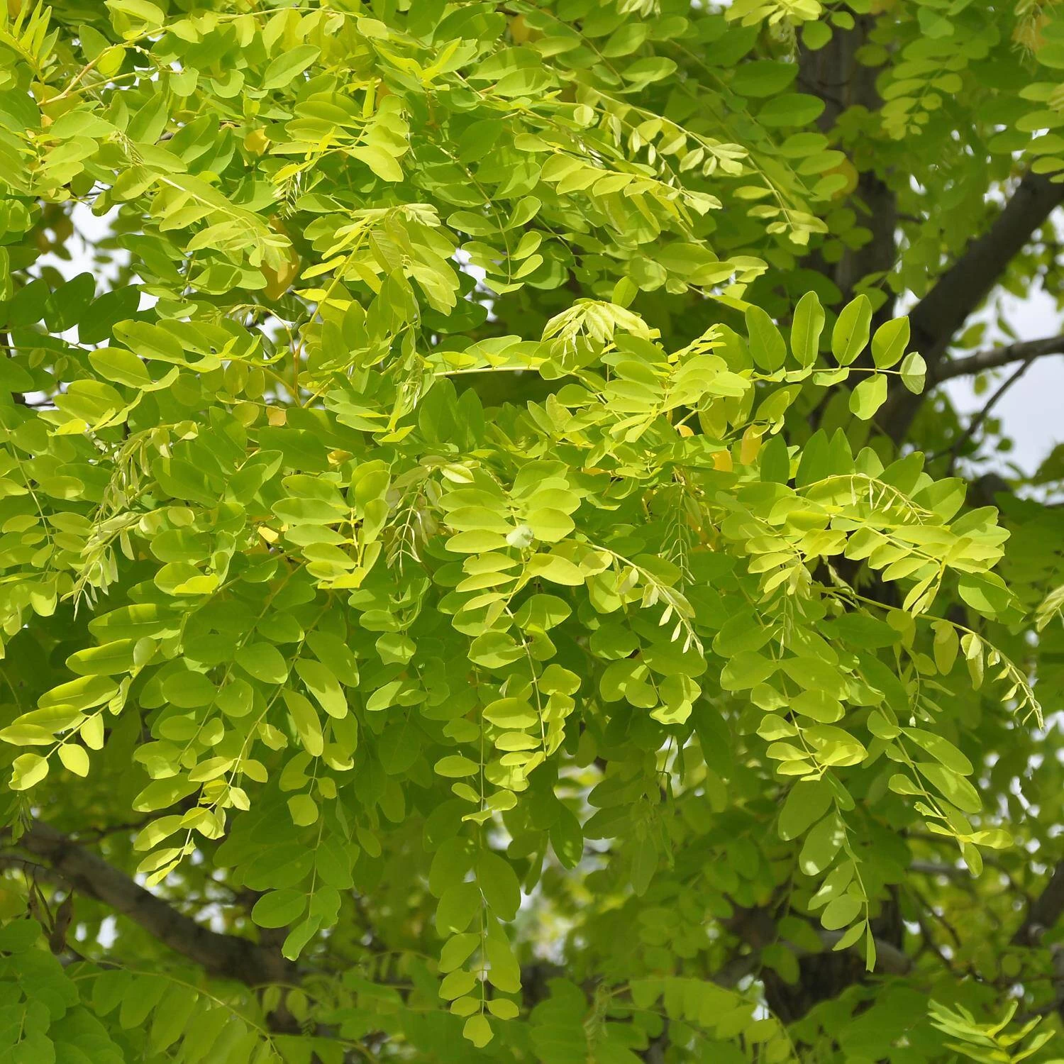 Robinia Pseudoacacia 'Frisia' – Bild 2