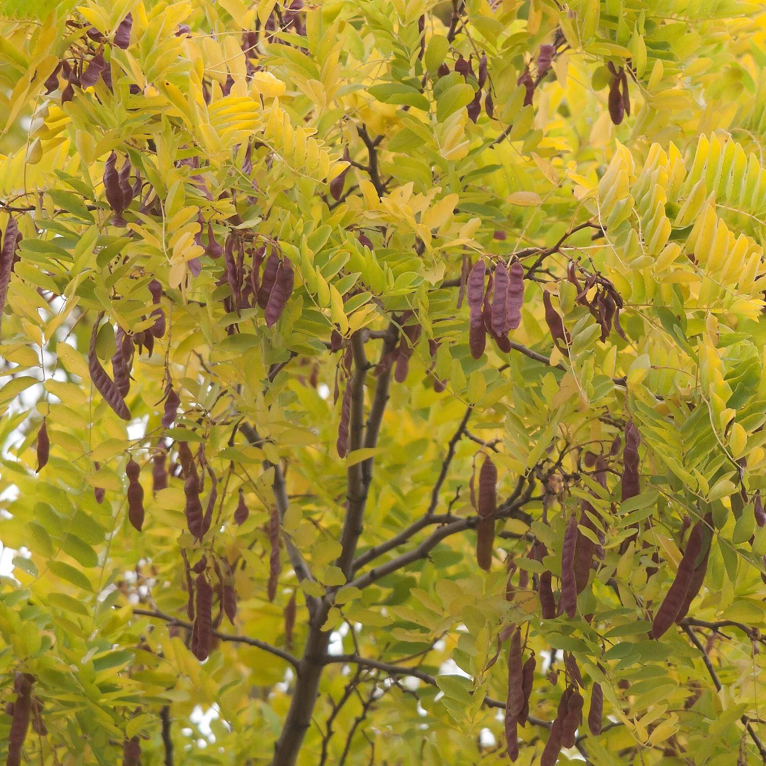 Robinia Pseudoacacia 'Frisia' – Bild 3