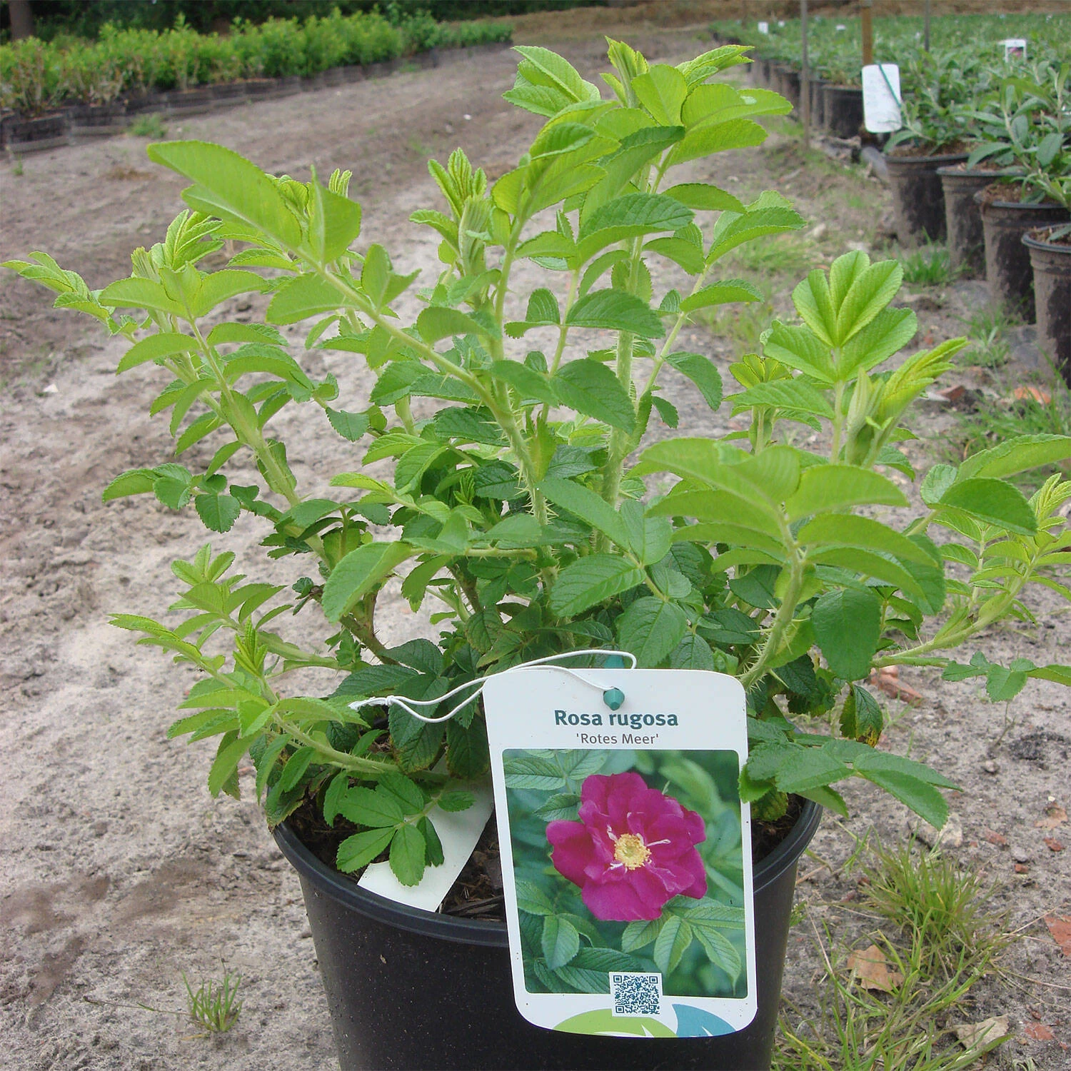 Rosa Rugosa 'Rotes Meer' – Bild 2