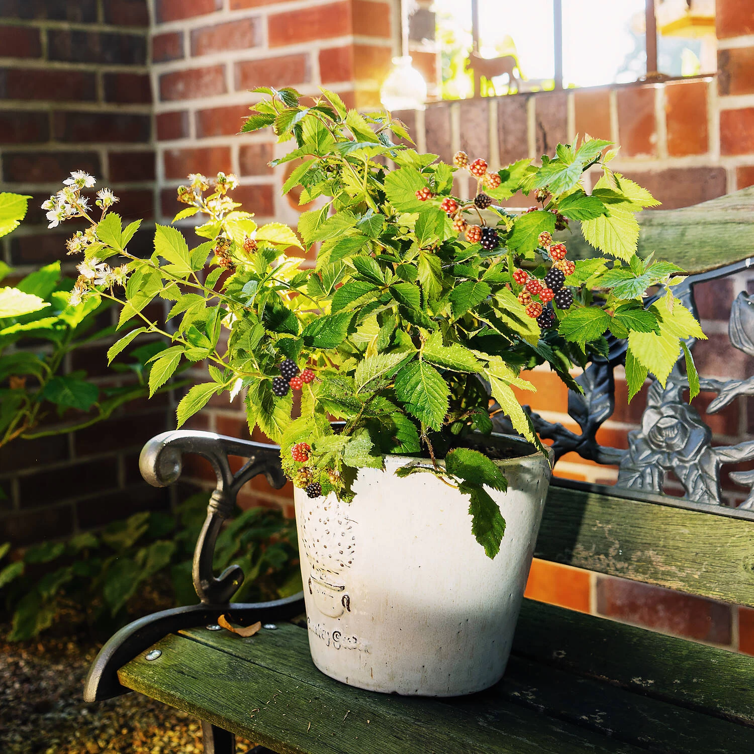 Rubus Fruticosus 'Lucky Berry'®
