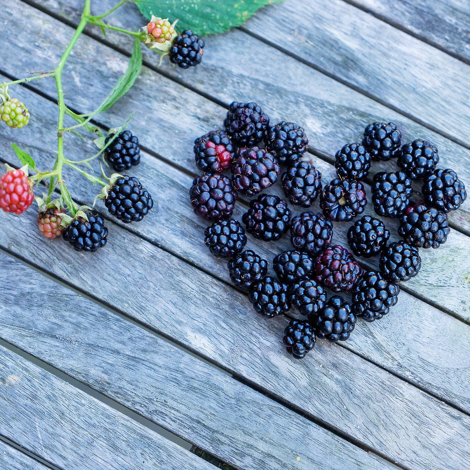 Rubus Fruticosus 'Lucky Berry'® – Bild 2