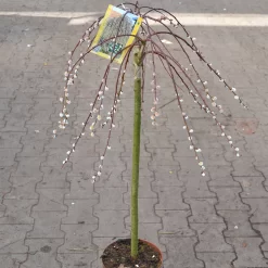 Salix Caprea 'Pendula'