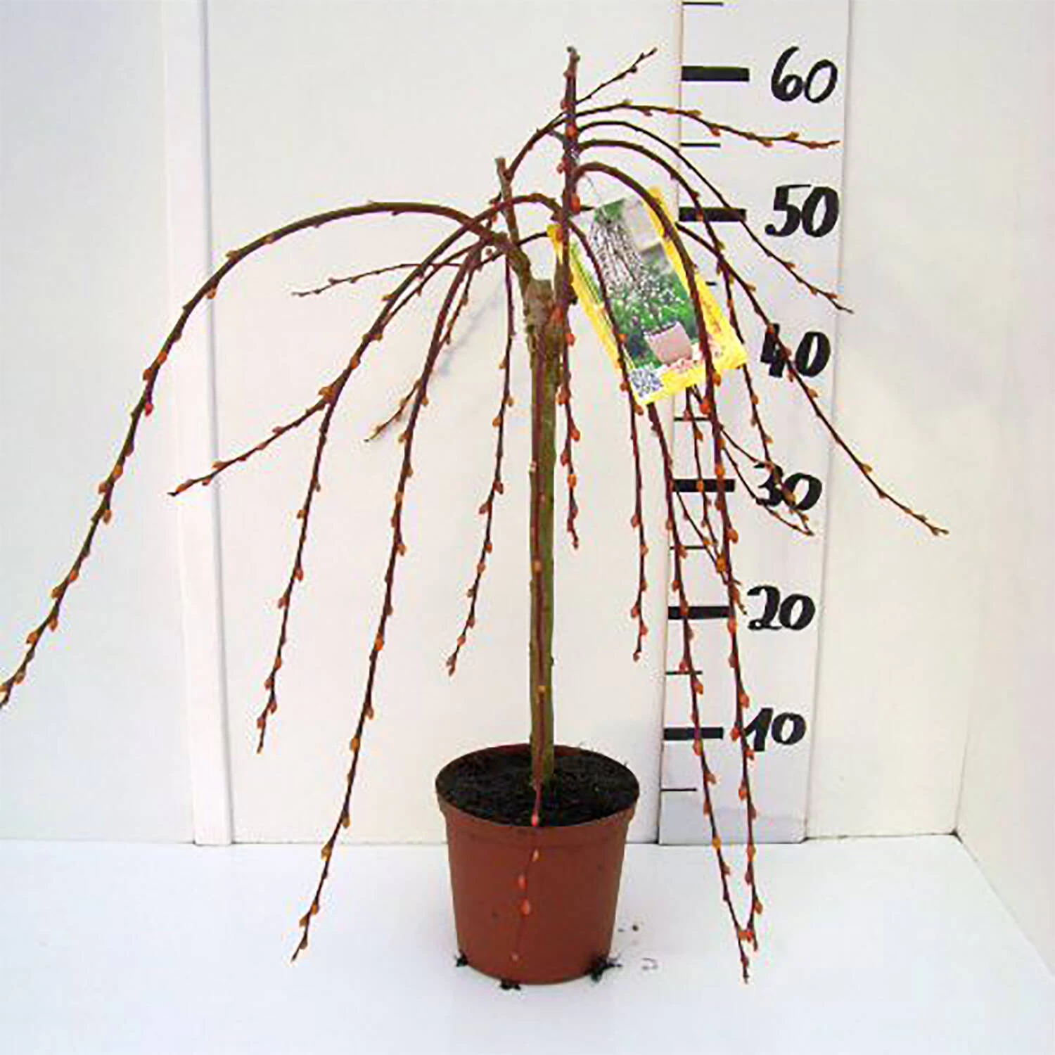 Salix Caprea 'Pendula' – Bild 3