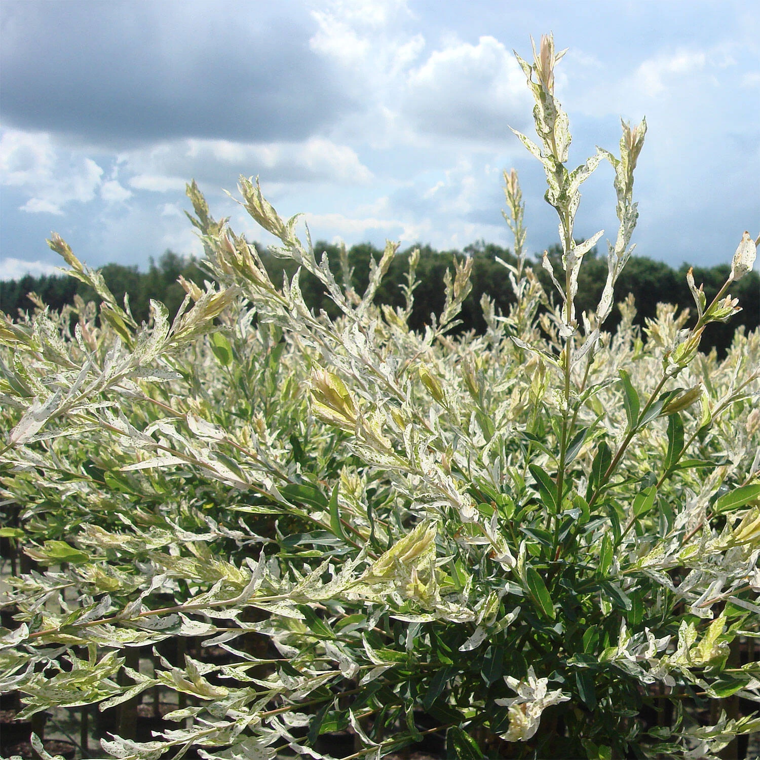 Salix Integra 'Hakuro Nishiki'