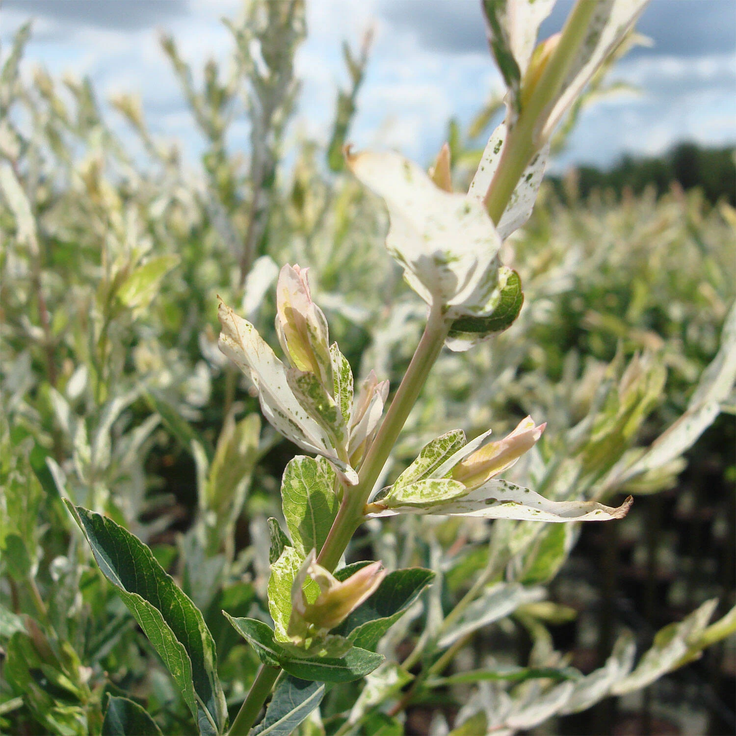 Salix Integra 'Hakuro Nishiki' – Bild 2