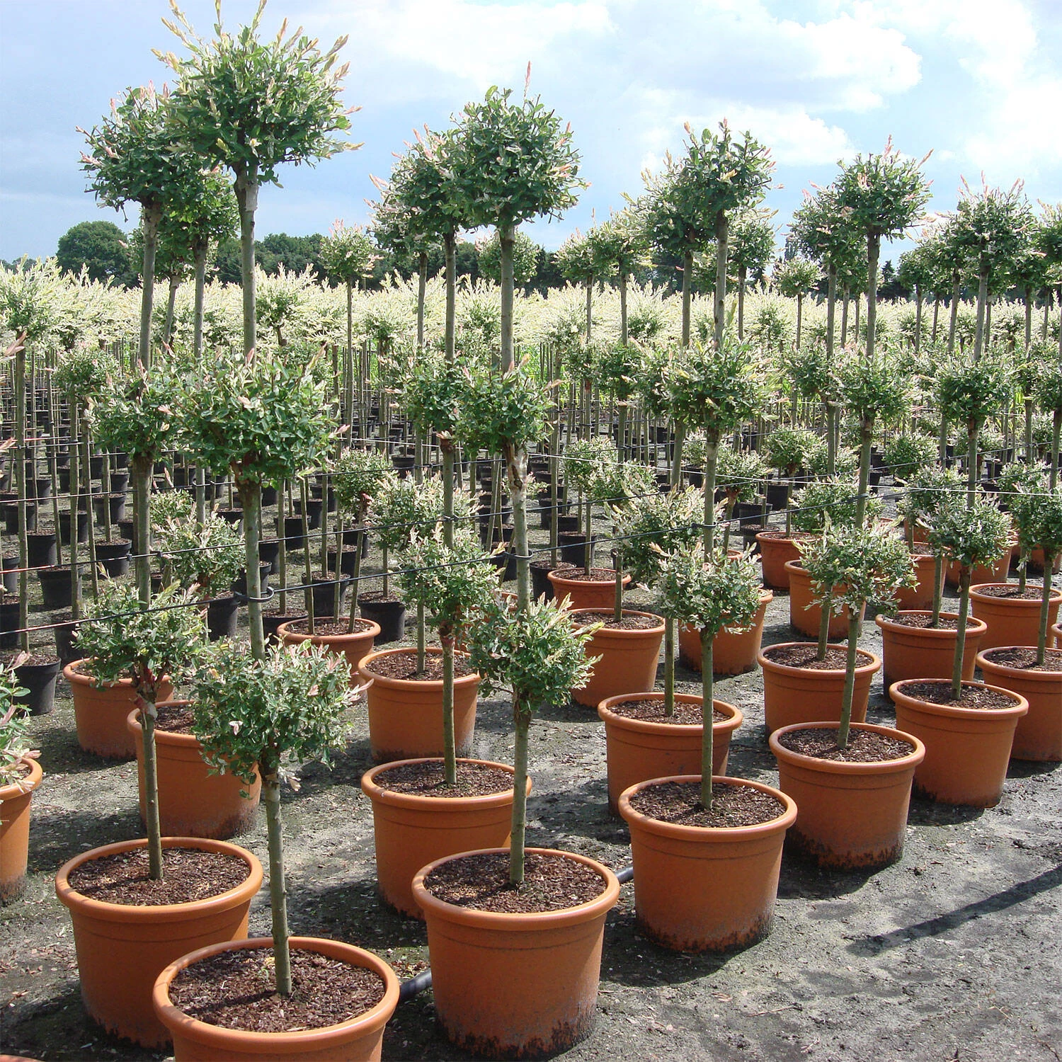 Salix Integra 'Hakuro Nishiki' – Bild 3