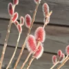 Salix 'Rotkätzchen' -R-