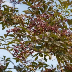 Sambucus Nigra 'Black Beauty' ®